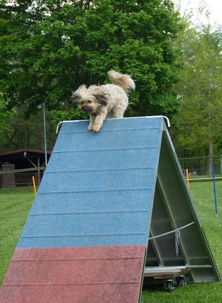 Impressionen Agility