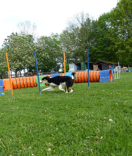 Impressionen Agility