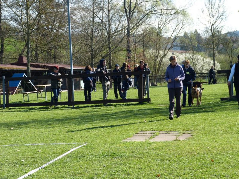 Obedience Prüfung 2015