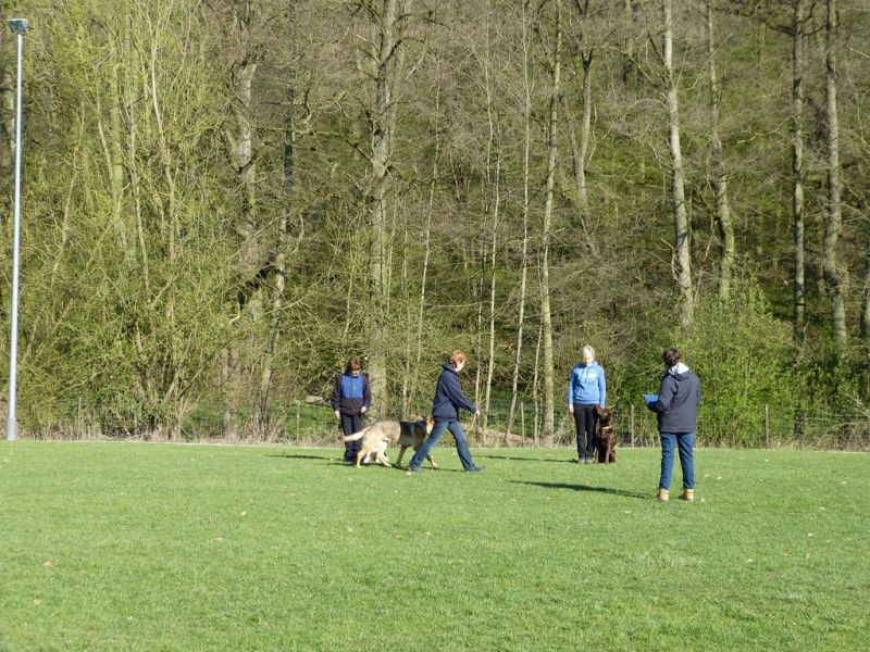 Obedience Prüfung 2015