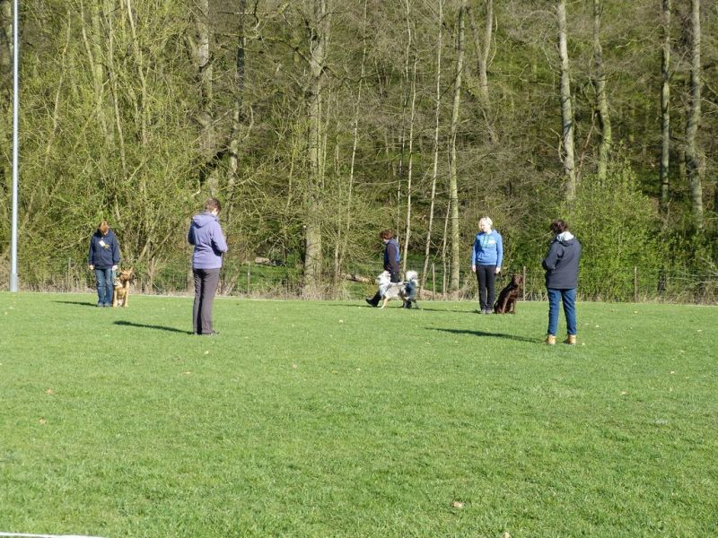 Obedience Prüfung 2015