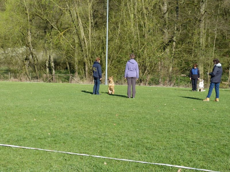 Obedience Prüfung 2015