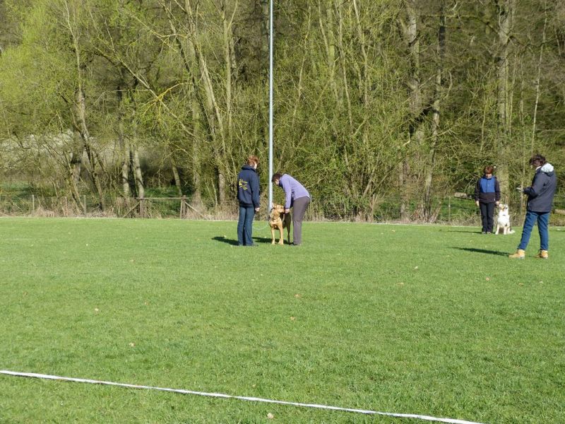 Obedience Prüfung 2015