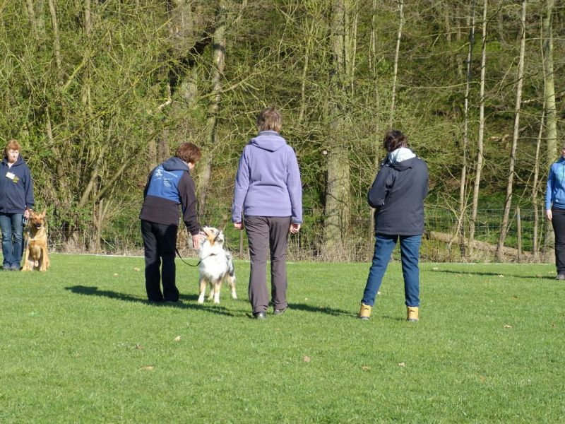 Obedience Prüfung 2015
