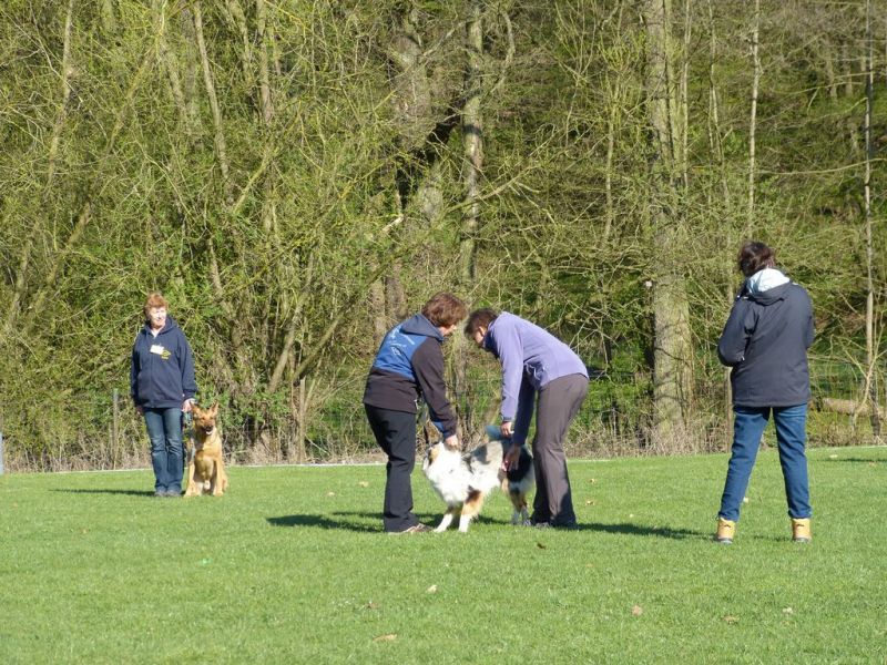 Obedience Prüfung 2015