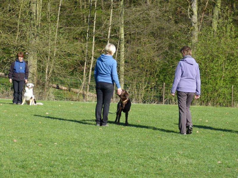 Obedience Prüfung 2015