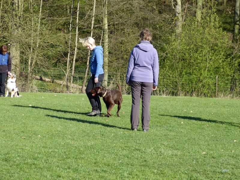 Obedience Prüfung 2015