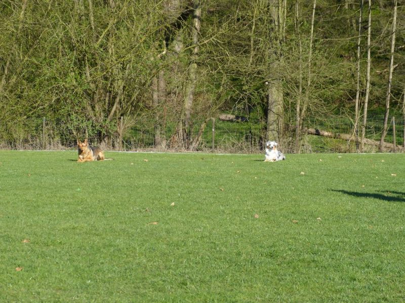 Obedience Prüfung 2015