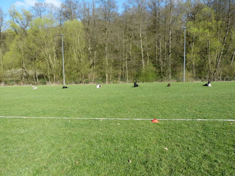 Obedience Prüfung 2015