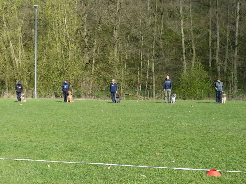 Obedience Prüfung 2015