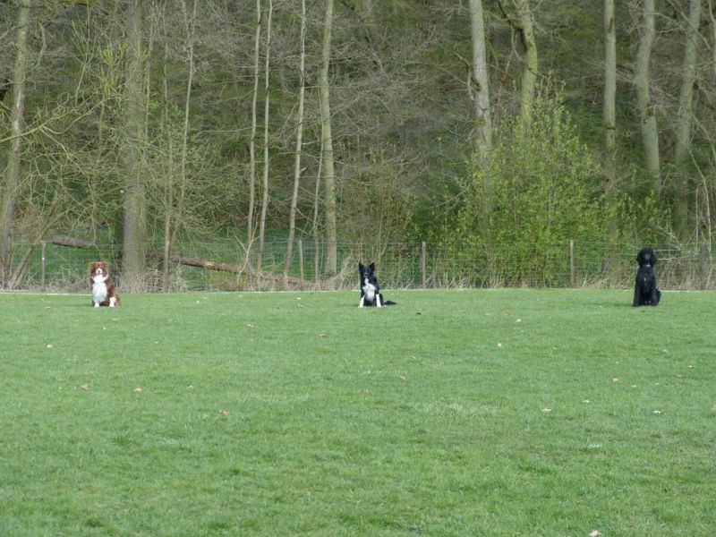Obedience Prüfung 2015