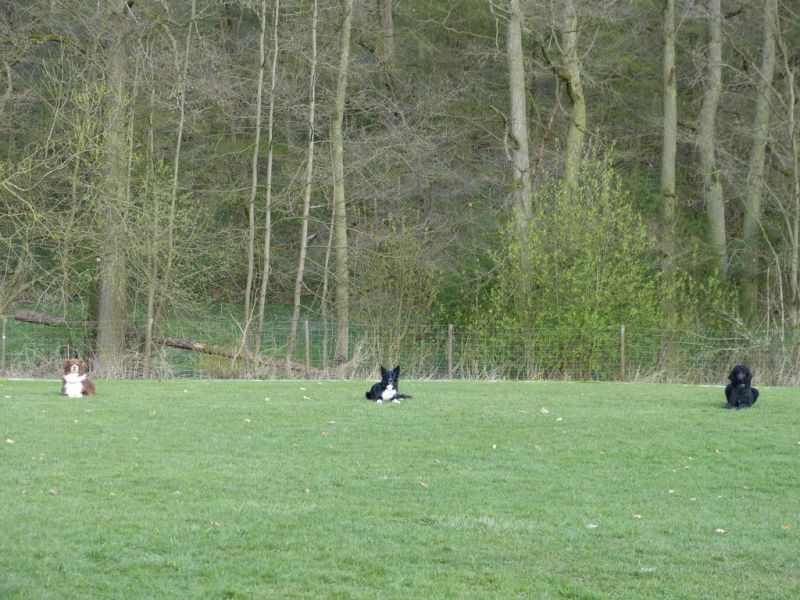 Obedience Prüfung 2015
