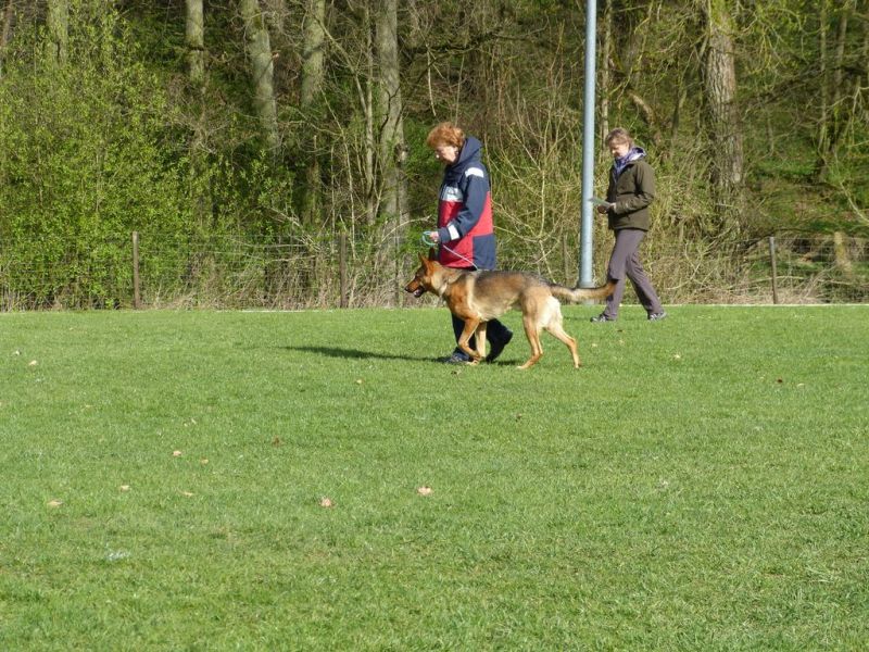 Obedience Prüfung 2015