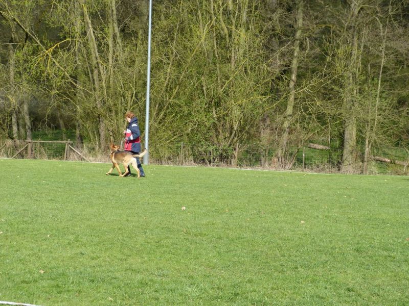 Obedience Prüfung 2015