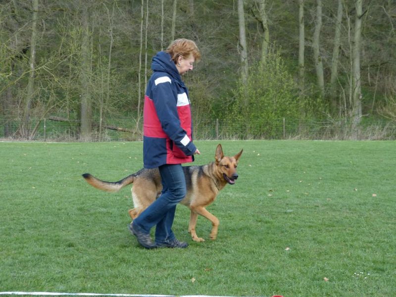 Obedience Prüfung 2015