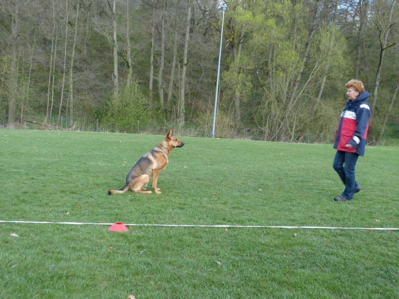 Obedience Prüfung 2015