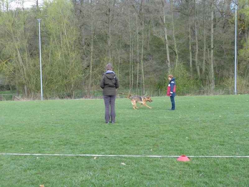 Obedience Prüfung 2015