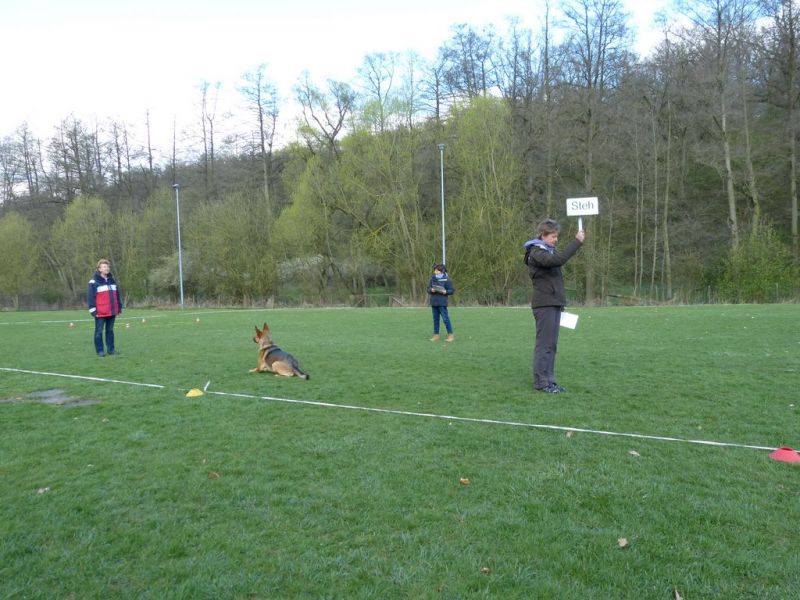 Obedience Prüfung 2015