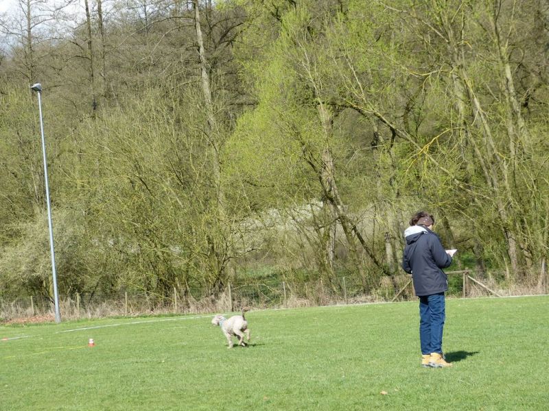 Obedience Prüfung 2015