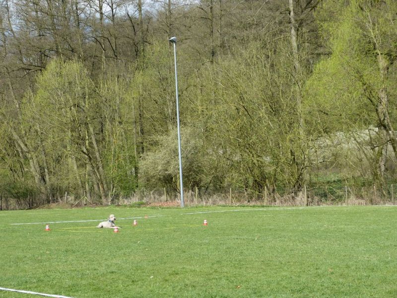 Obedience Prüfung 2015