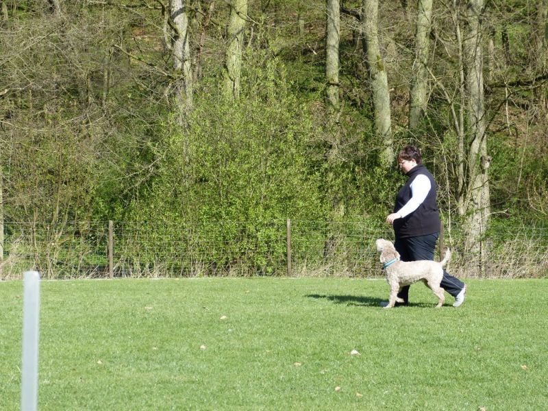 Obedience Prüfung 2015