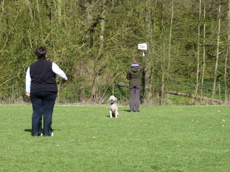 Obedience Prüfung 2015