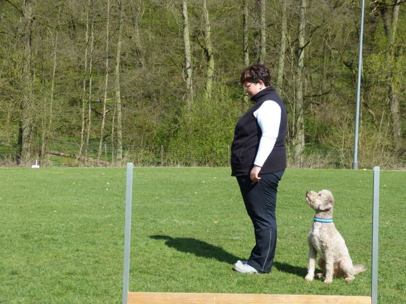 Obedience Prüfung 2015