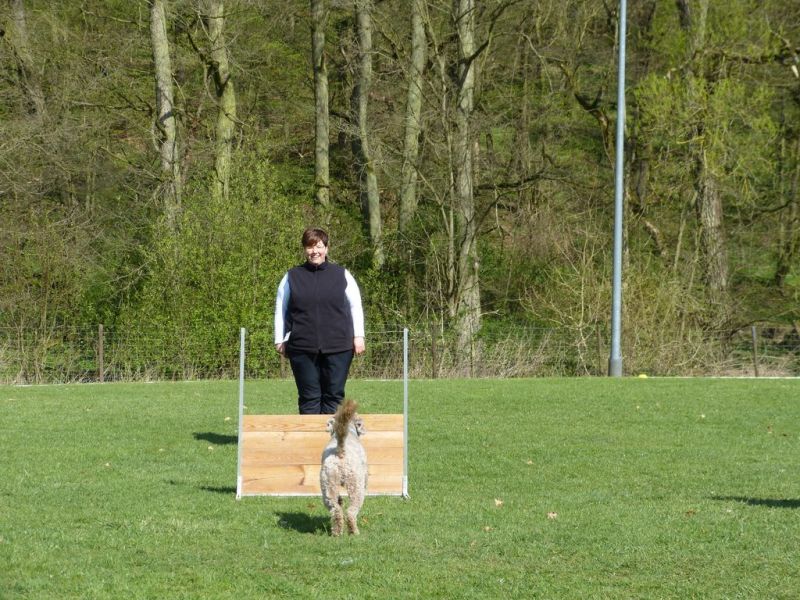 Obedience Prüfung 2015