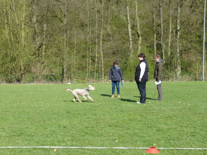 Obedience Prüfung 2015