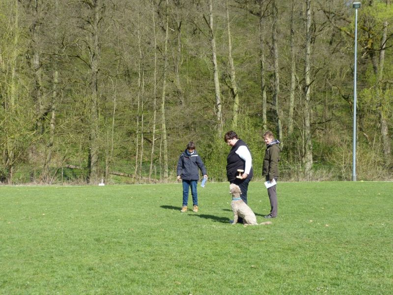Obedience Prüfung 2015