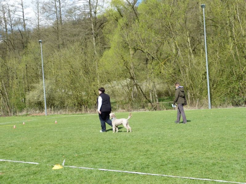Obedience Prüfung 2015