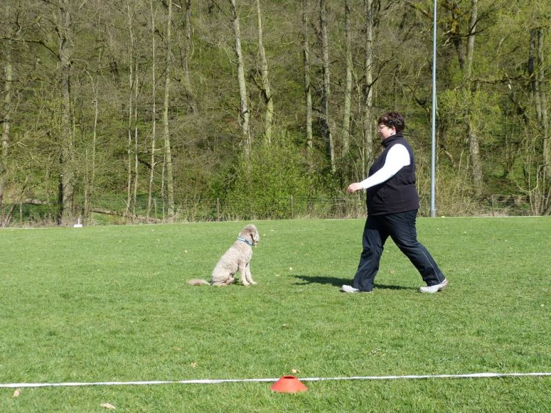 Obedience Prüfung 2015