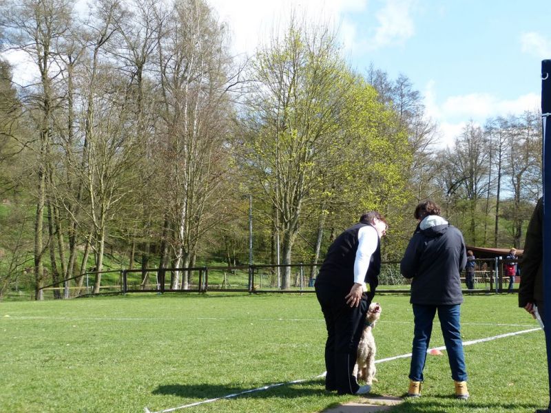 Obedience Prüfung 2015