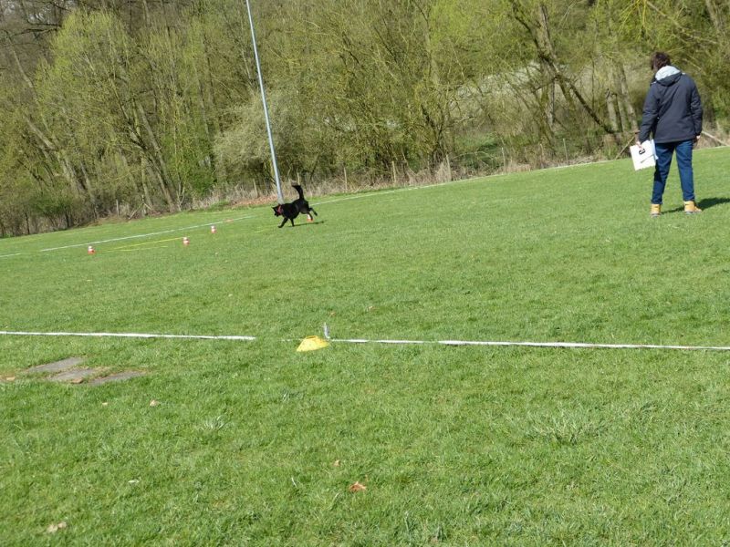 Obedience Prüfung 2015
