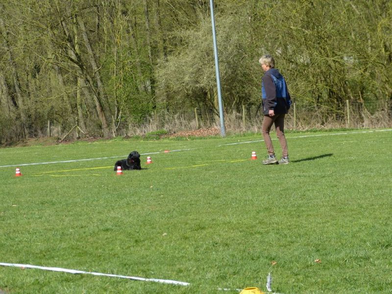 Obedience Prüfung 2015