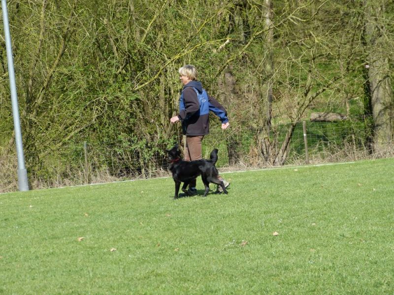 Obedience Prüfung 2015