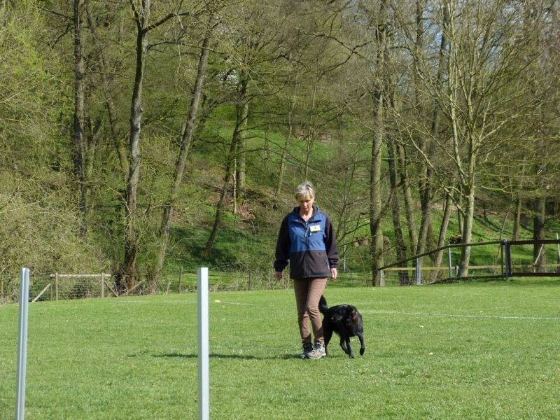 Obedience Prüfung 2015