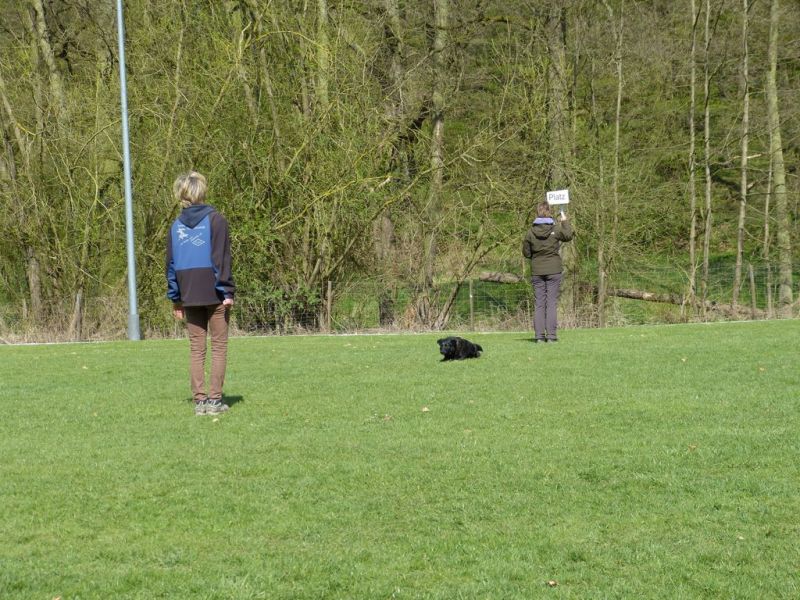 Obedience Prüfung 2015