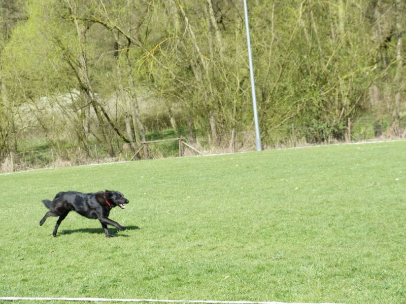 Obedience Prüfung 2015