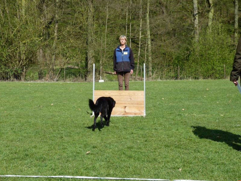 Obedience Prüfung 2015
