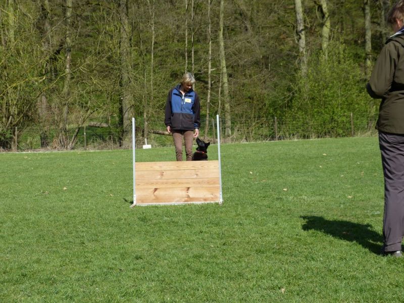 Obedience Prüfung 2015