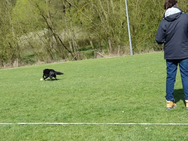 Obedience Prüfung 2015