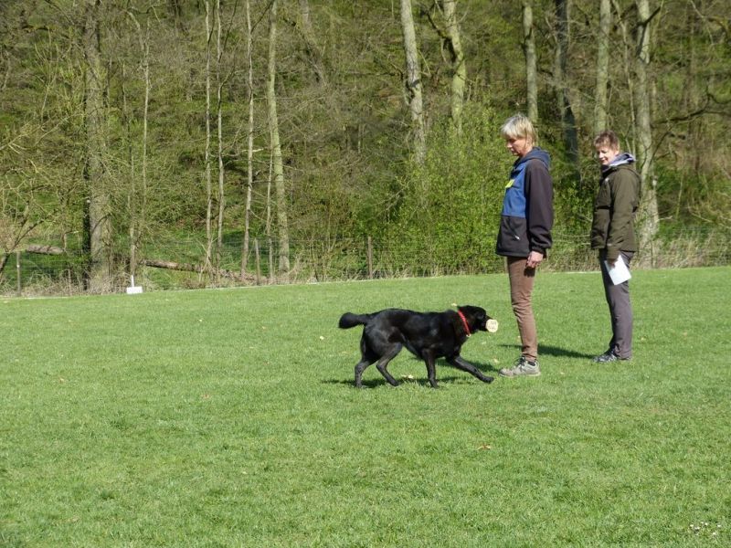 Obedience Prüfung 2015