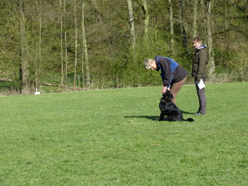 Obedience Prüfung 2015
