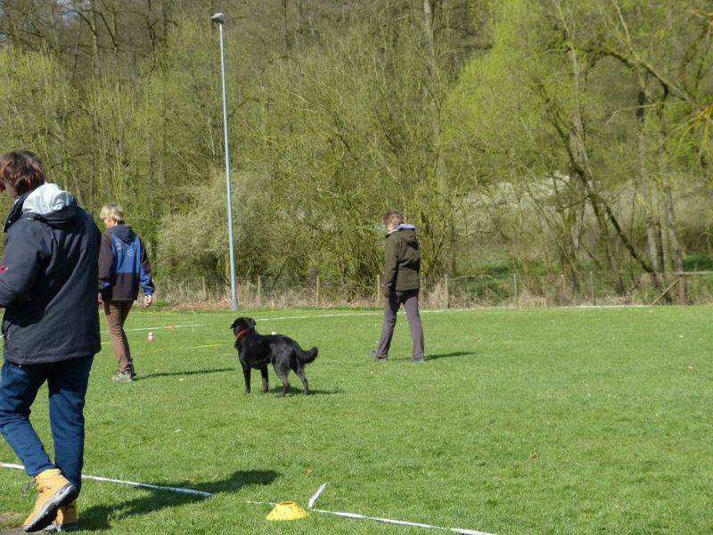 Obedience Prüfung 2015