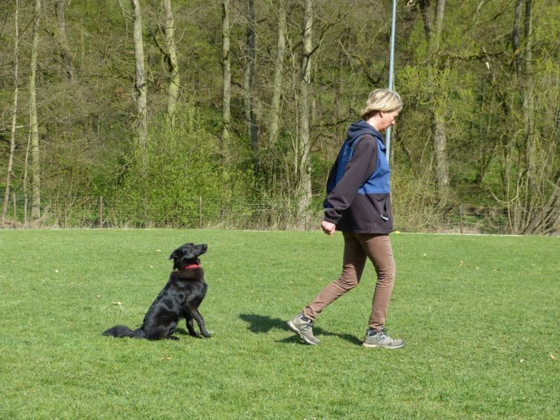 Obedience Prüfung 2015