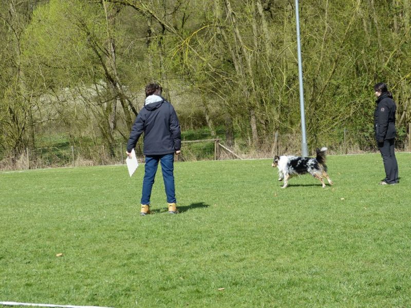Obedience Prüfung 2015
