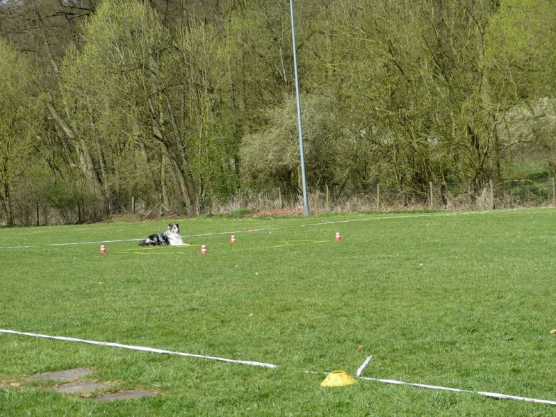 Obedience Prüfung 2015