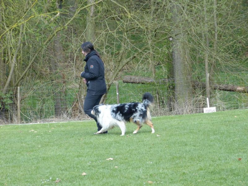 Obedience Prüfung 2015
