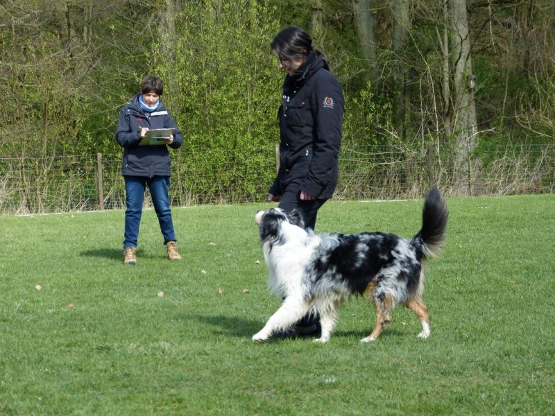 Obedience Prüfung 2015